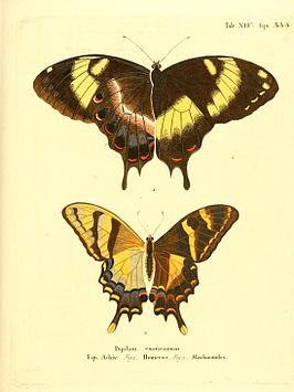 Papilio machaonides