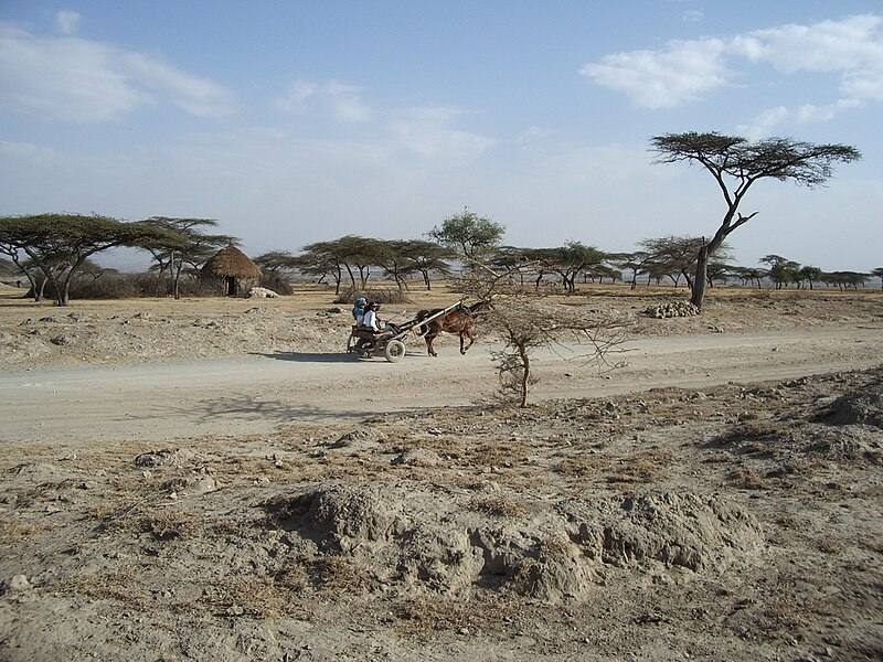 File:Ethiopia - Desert Donkey.jpg