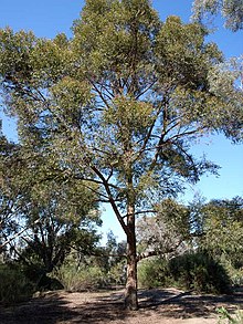 Specimen in the ANBG Eucalyptus eugenioides.jpg