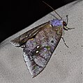 Eudocima discrepans.jpg