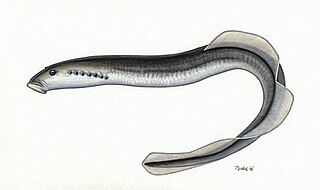 Carpathian brook lamprey Species of jawless fish