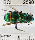 Thumbnail for Euglossa imperialis