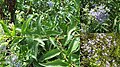 Eupatorium laevigatum