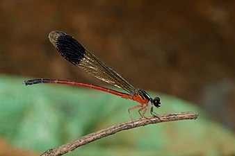 Malabar Torrent Dart Euphaea fraseri, male