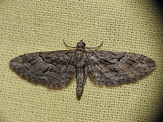 <i>Eupithecia oxycedrata</i> Species of moth