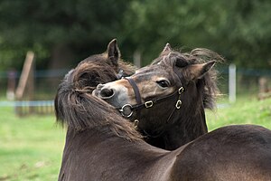 Cheval Exmoor: Dénomination et sources, Histoire, Description