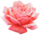 Extracted pink rose.png