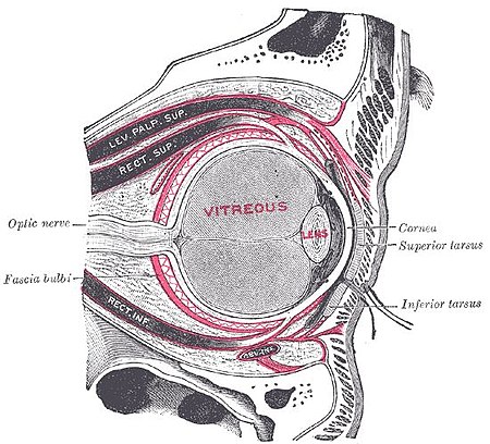 Eyesheaths.jpg