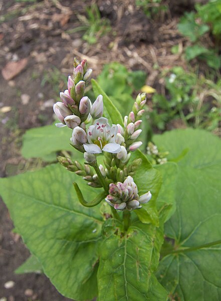 File:Fagopyrum esculentum, Boekweit bloemen (1).jpg