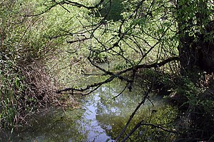 Malgranda rivereto estas preskaŭ kaŝita per dika implikaĵo de arbedoj kaj arboj superpendantaj la akvon.