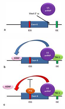 Alternative splicing of the Fas receptor pre-mRNA Fas alternative splicing.jpg