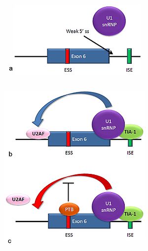 Alternative Splicing