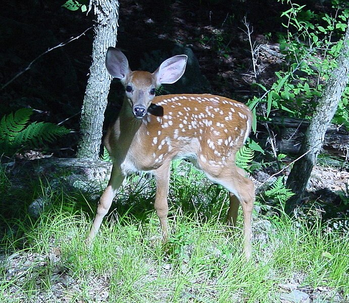 File:Fawn in Forest.jpg