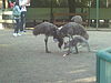 Emus and a kangaroo at Featherdale Wildlife Park near Blacktown