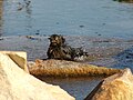 Female Grackle playing/washing feathers in the water.