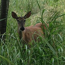 Female white-tailed deer near the campus of Cornell University, in Ithaca, New York Female white-tailed deer in residential area.jpg