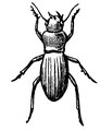 Feroniidae Fig2 p219 Brett's-Colonists'-Guide-1883.tif