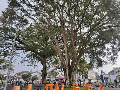 Tree in West Java