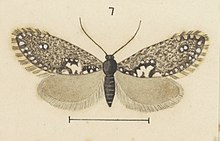 Illustration of a male M. aphrosticha by George Hudson. Fig 7 MA I437900 TePapa Plate-XXXIX-The-butterflies full (cropped).jpg