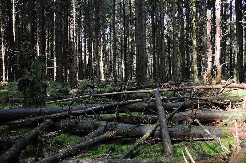 File:Firwood at Planken Wambuis Ede. A nice habitat for conifer mushrooms in moisty conditions and wood decay - panoramio.jpg