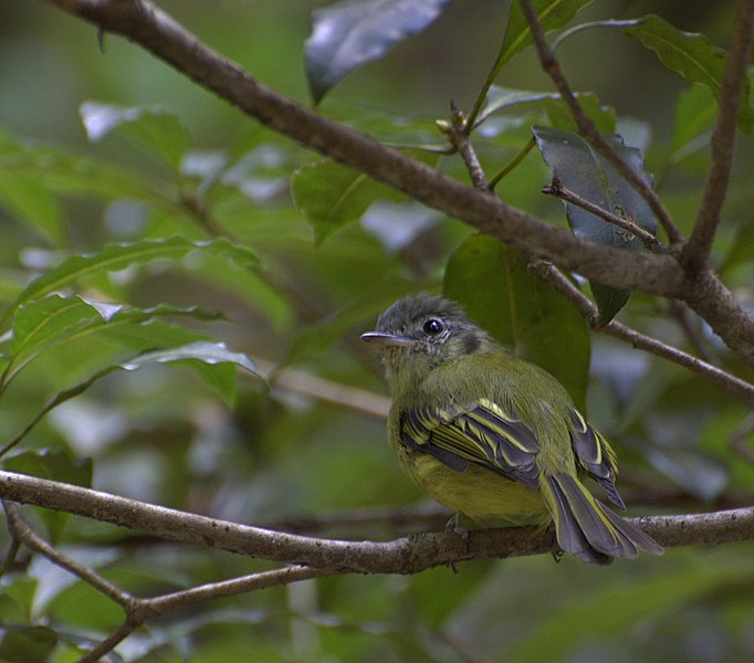 File:Flickr - Dario Sanches - BICO-CHATO-DE-ORELHA-PRETA (Tolmomyias sulphurescens) (1).jpg