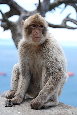 Flickr - Michael Gwyther-Jones - Monkey (3).jpg
