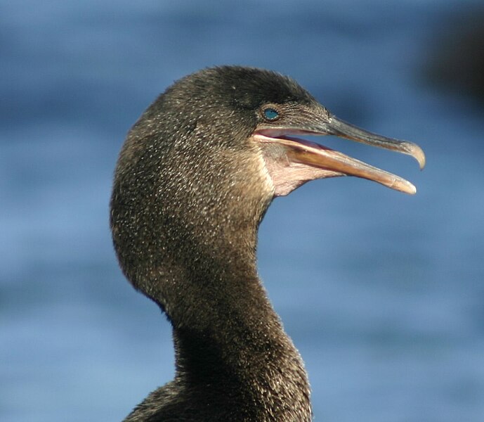 File:Flightless cormorant (Phalacrocorax harrisi) male head.jpg