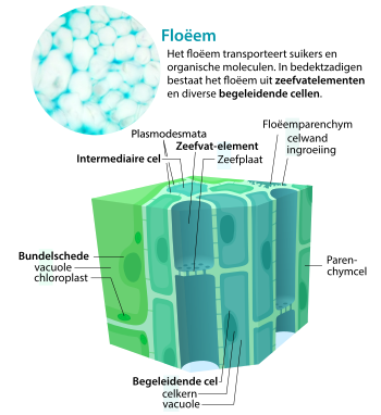 Diagram van floëemcellen. Het floëem bestaat uit verschillende celtypen die efficiënt transport van water en fotosyntheseproducten mogelijk maken.