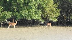 Flora and Fauna of the Sundarbans