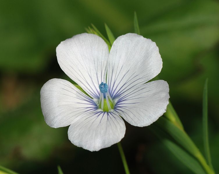 File:Flower March 2008-14.jpg