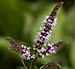 Flowers of Mentha × piperita.jpg