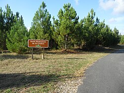 Forêt de la Coubre.jpg