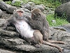 Formosan macaque.jpg