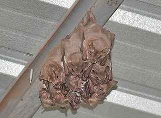 Fraternal fruit-eating bat Species of bat from South America