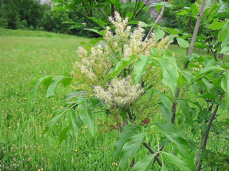 File:Fraxinus ornus. Fresnu de flor. (flores).jpg