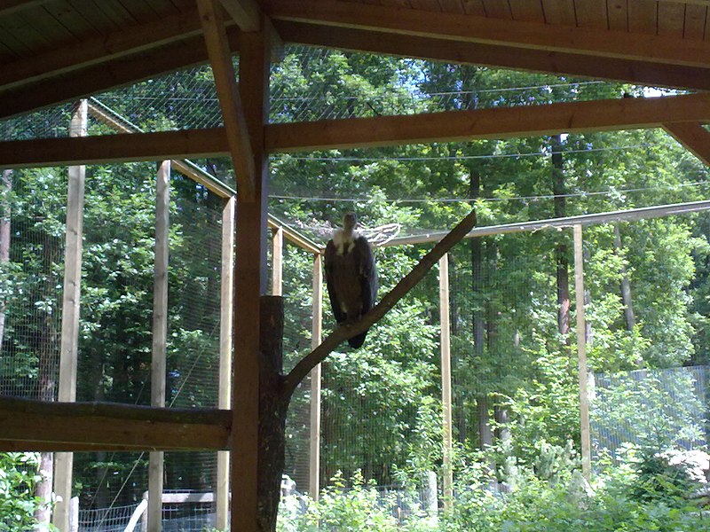 File:Gänsegeier im Wildpark - panoramio.jpg