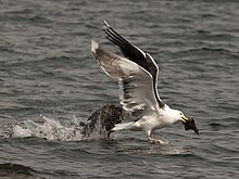 Great black-backed gull grabs an eider duckling GBBeatsDuckling.jpg