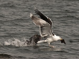 Great Black-Backed Gull