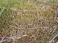 Gaimardia setacea in the Waitaki District.jpg