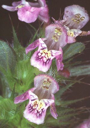 Galeopsis tetrahit eF.jpg