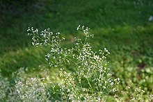 Galium aristatum гүлдері 001.JPG