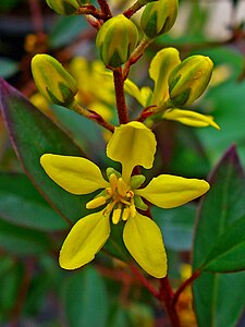 Galphimia glauca Flower