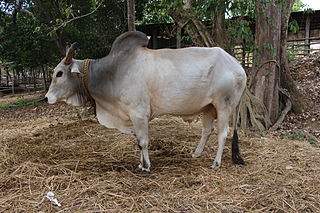 <span class="mw-page-title-main">Gangatiri</span> Breed of cattle