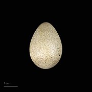 Garrulus glandarius (museum specimens) (Eurasian jay ssp atricapillus) egg