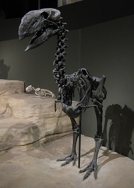 File:Gastornis, a large flightless bird from the Eocene of Wyoming.jpg