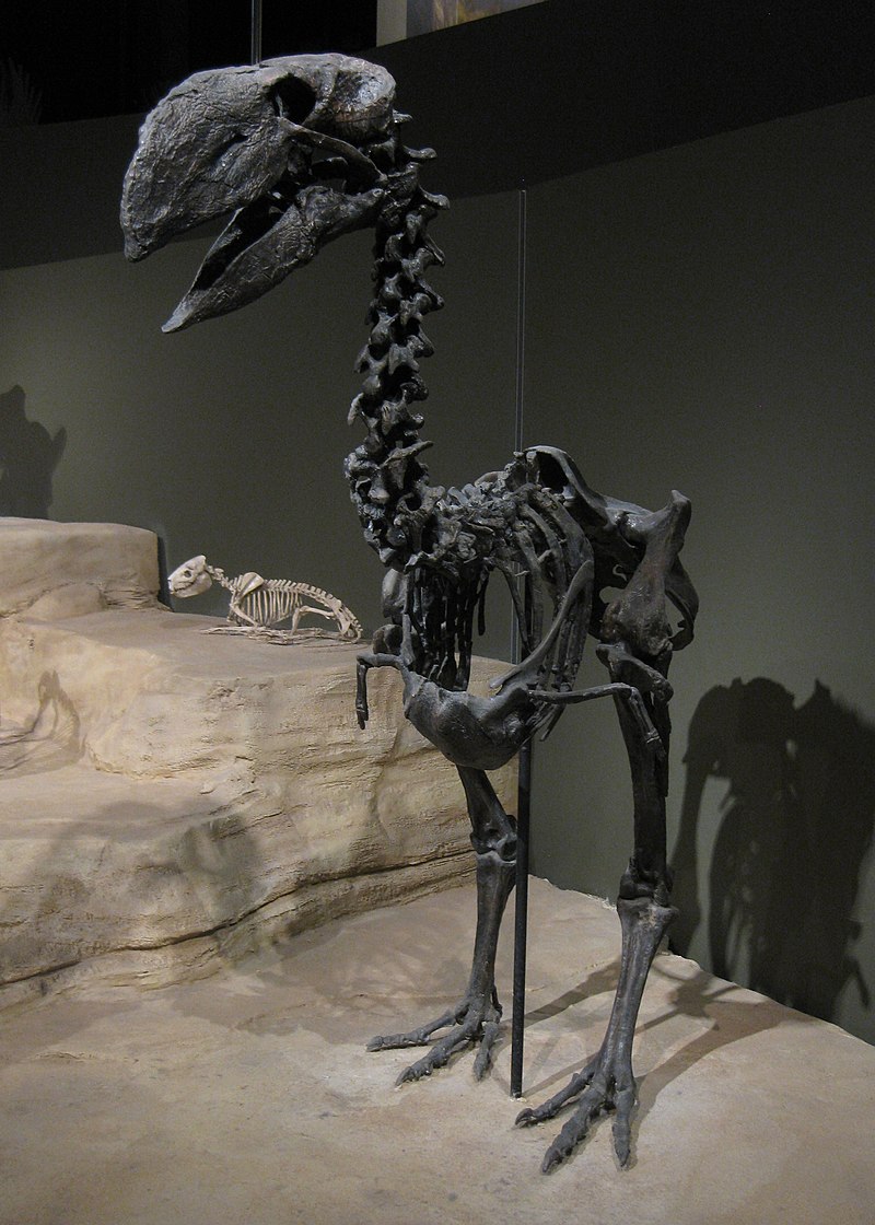 https://upload.wikimedia.org/wikipedia/commons/thumb/c/c3/Gastornis%2C_a_large_flightless_bird_from_the_Eocene_of_Wyoming.jpg/800px-Gastornis%2C_a_large_flightless_bird_from_the_Eocene_of_Wyoming.jpg