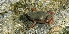 Western narrow-mouthed toad (Gastrophryne olivacea), Municipality of San Fernando, Tamaulipas, Mexico (19 March 2009). Gastrophryne olivacea, Western Narrow-mouthed Toad, Tamaulipas.jpg