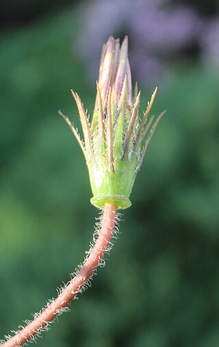 <i>Gazania ciliaris</i> Species of plant