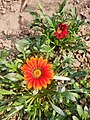 Gazania rigens, India