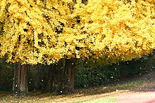 Gingko biloba JPG1d.jpg